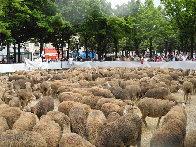 Les éleveurs de mouton à Paris, le 23 juin 2013